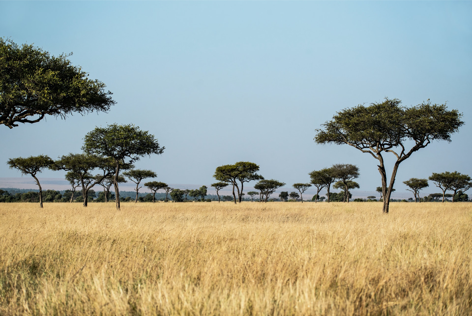 Natural High Safaris safari specialists page