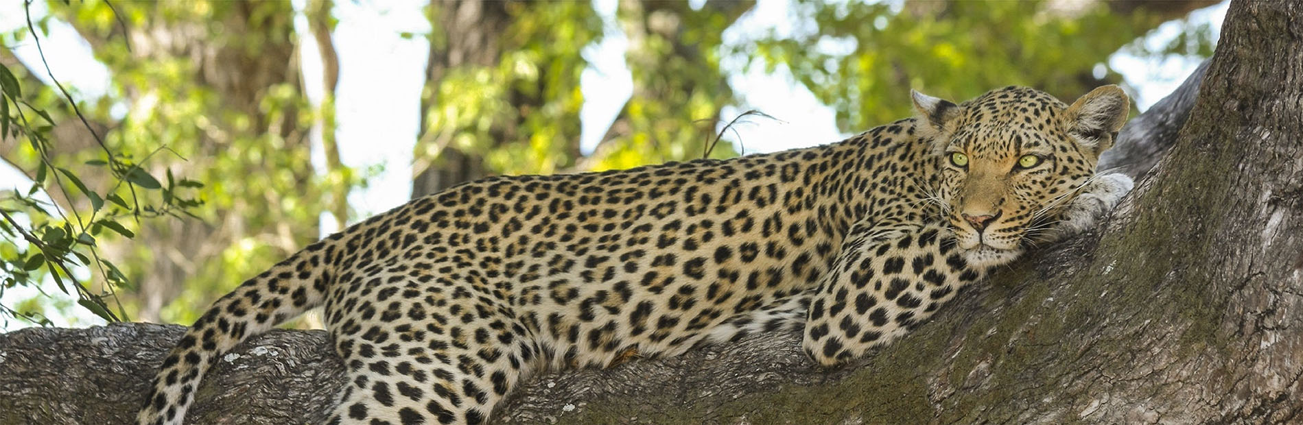 Wildlife Safari About Us