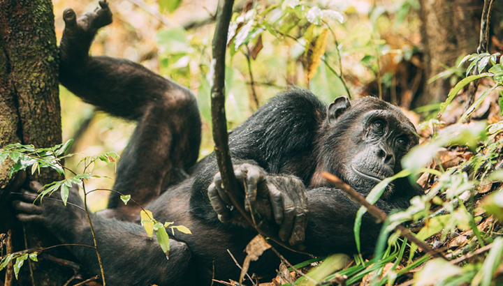 Chimp Trekking