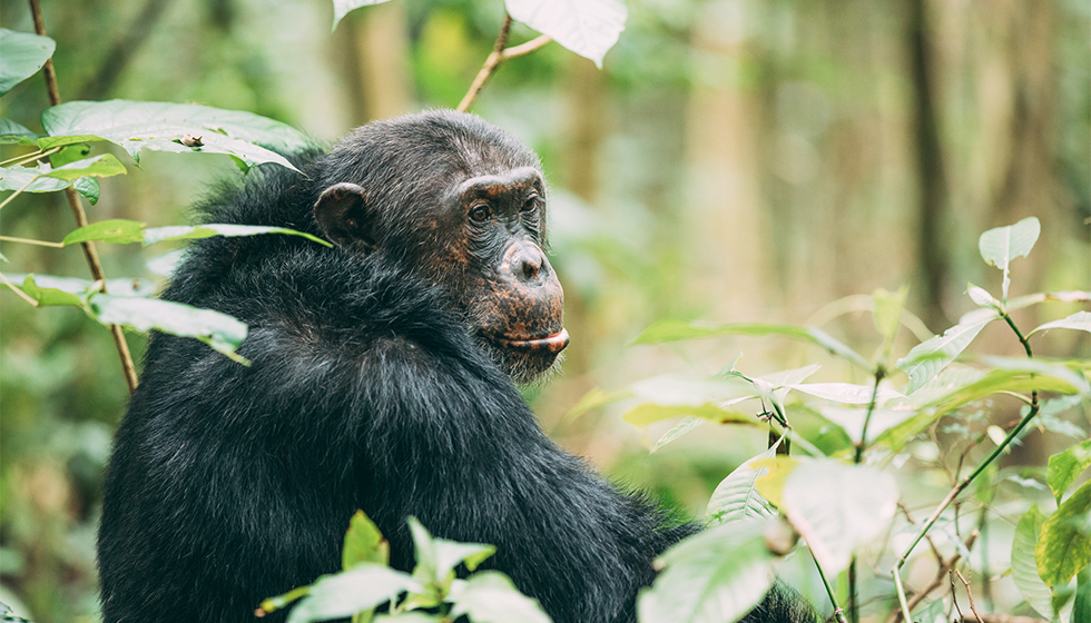chimp trekking