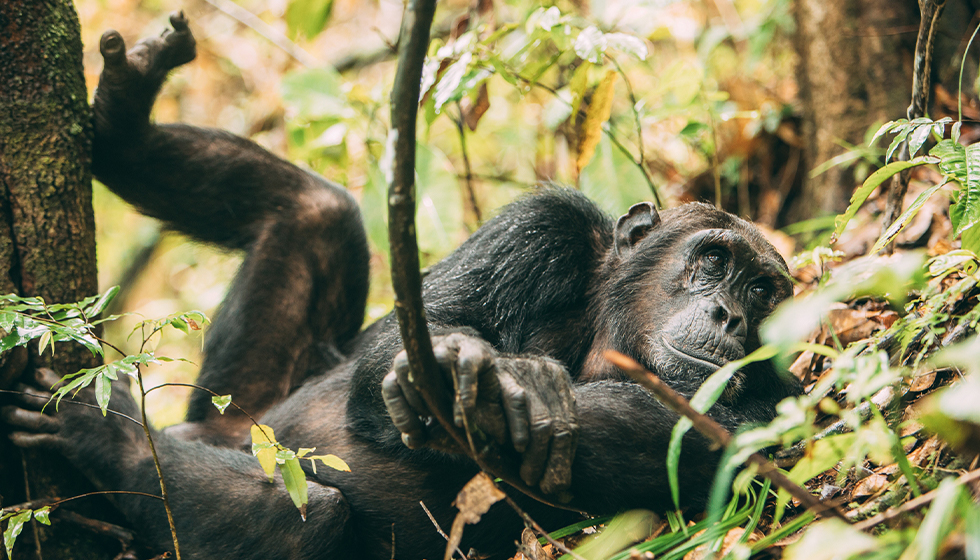 chimp trekking