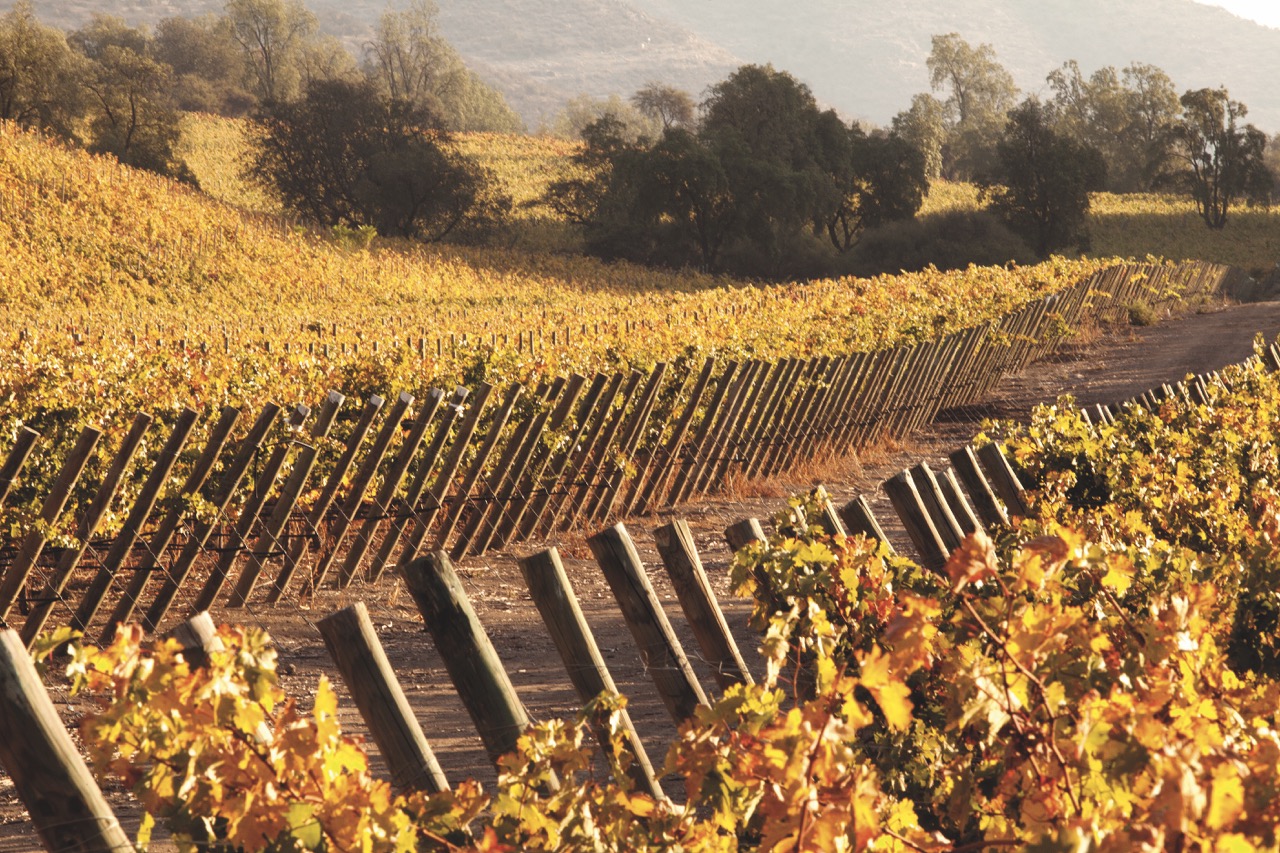 Wine country in Chile