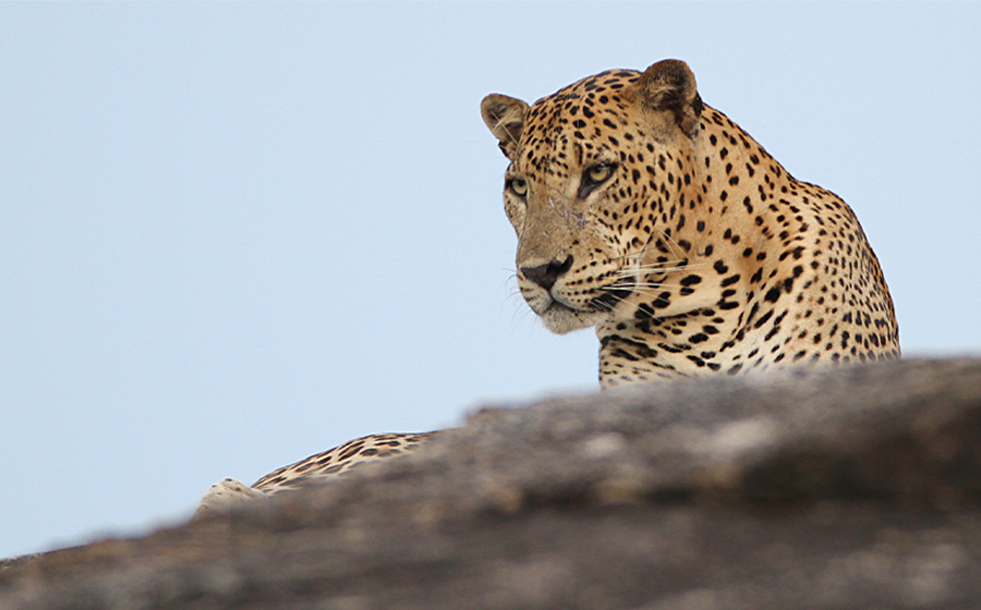 Yala National Park
